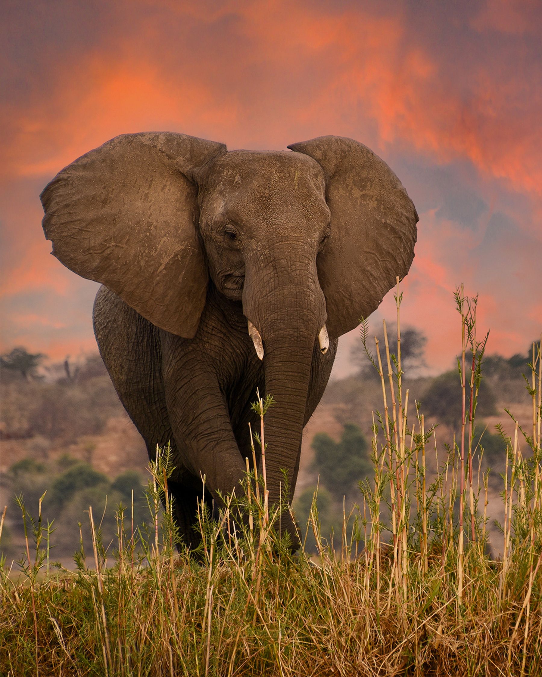 How To Photograph Epic Elephants 